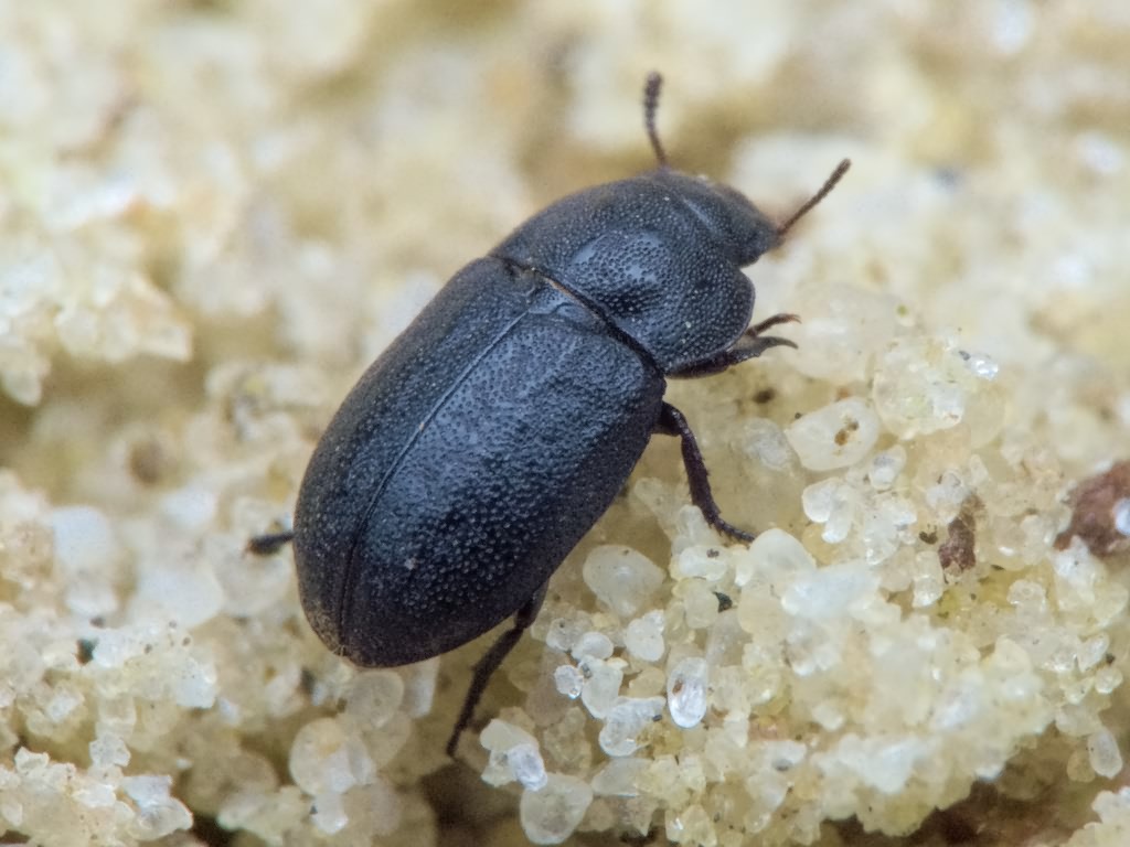 Melanimon tibiale (Fabricius, 1781)